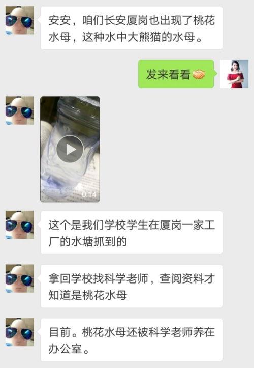 桃花孩子爆料视频大全,揭秘幕后真相与精彩瞬间